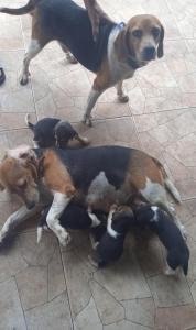 Lindos cachorros Beagles