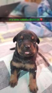 Rottweiler a la venta