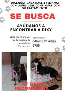 SE BUSCA PERRA DESAPARECIDA