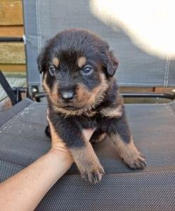 Cachorro rottweiler de línea de trabajo hembra