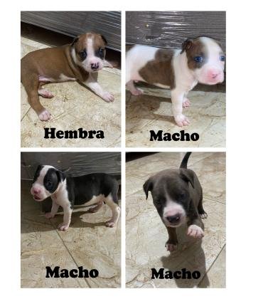 Se vende cachorros raza Pitbull