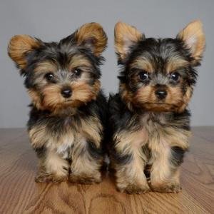 Dos adorables cachorros yorkie necesitan un nuevo hogar. Estamos colocando nuestros lindos cachorros